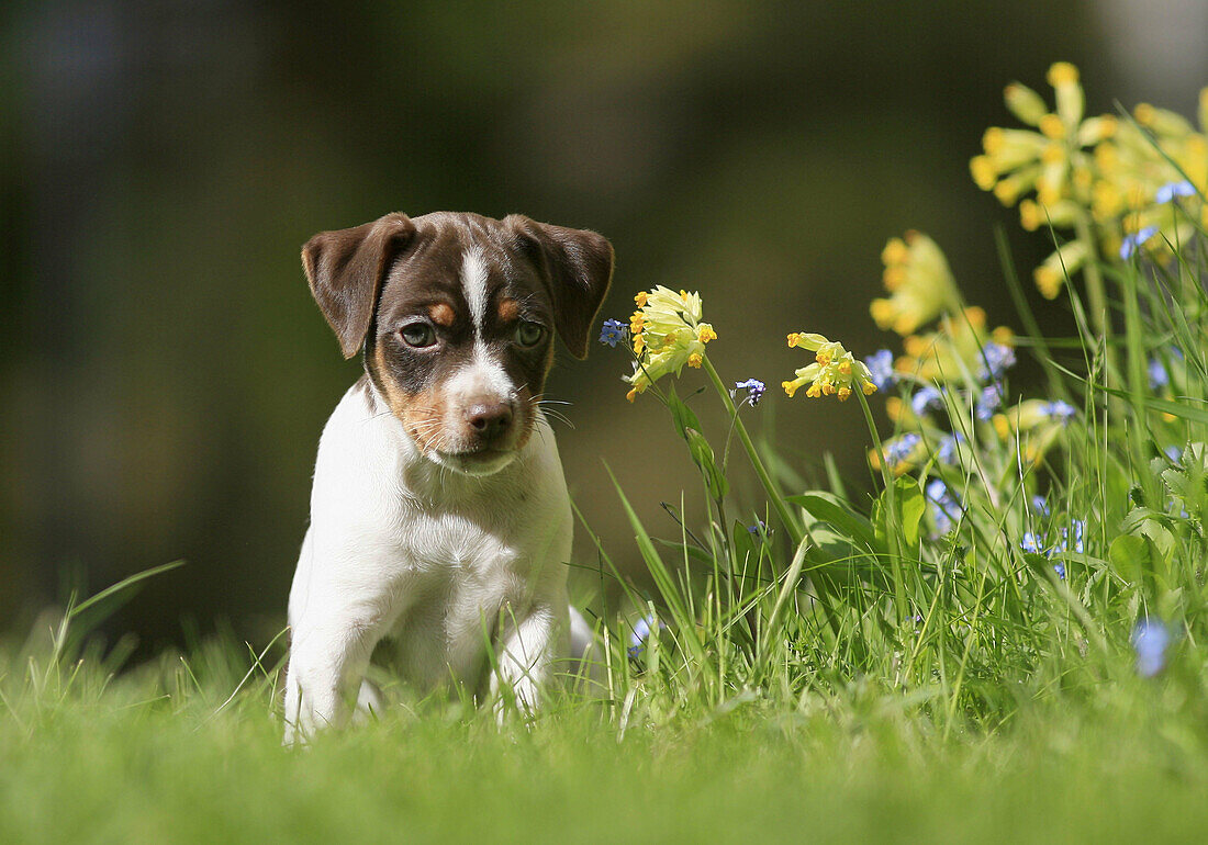 Dog  Dansk/svensk gårdshund