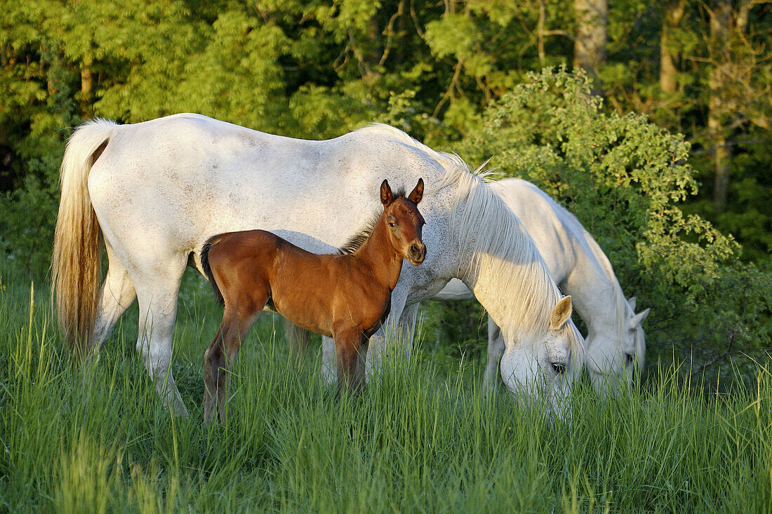 Horses with foal. Skane, Sweden