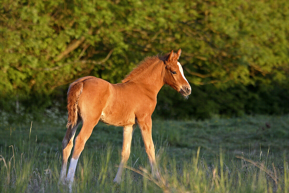 Horse foal. Skane, Sweden