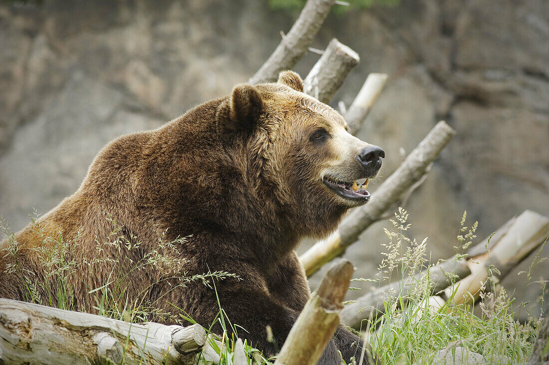 A grizzly bear contemplating a quite moment
