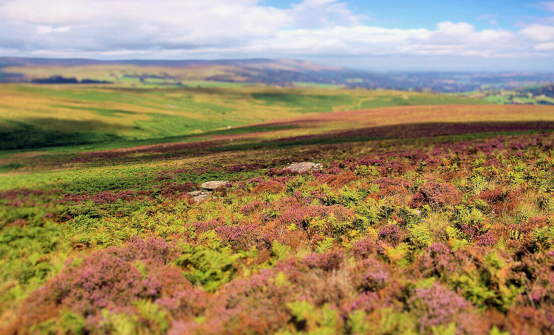 Dartmoor. Devon. England