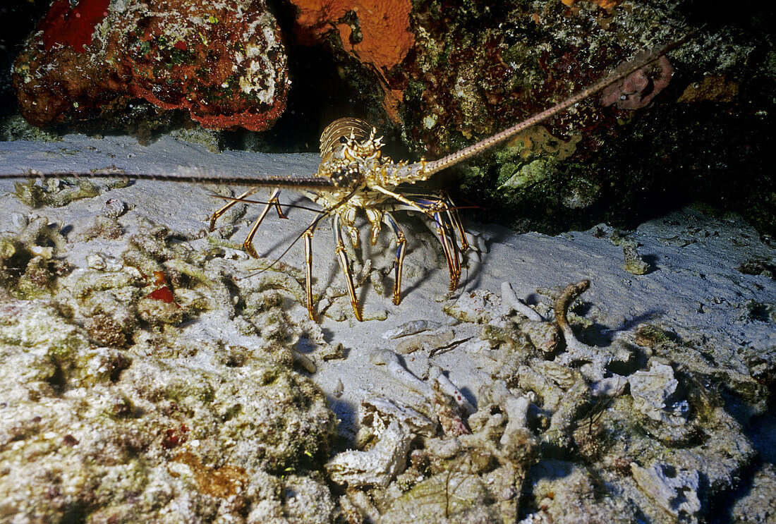 Lobster. Cozumel. Cozumel. Mexico.