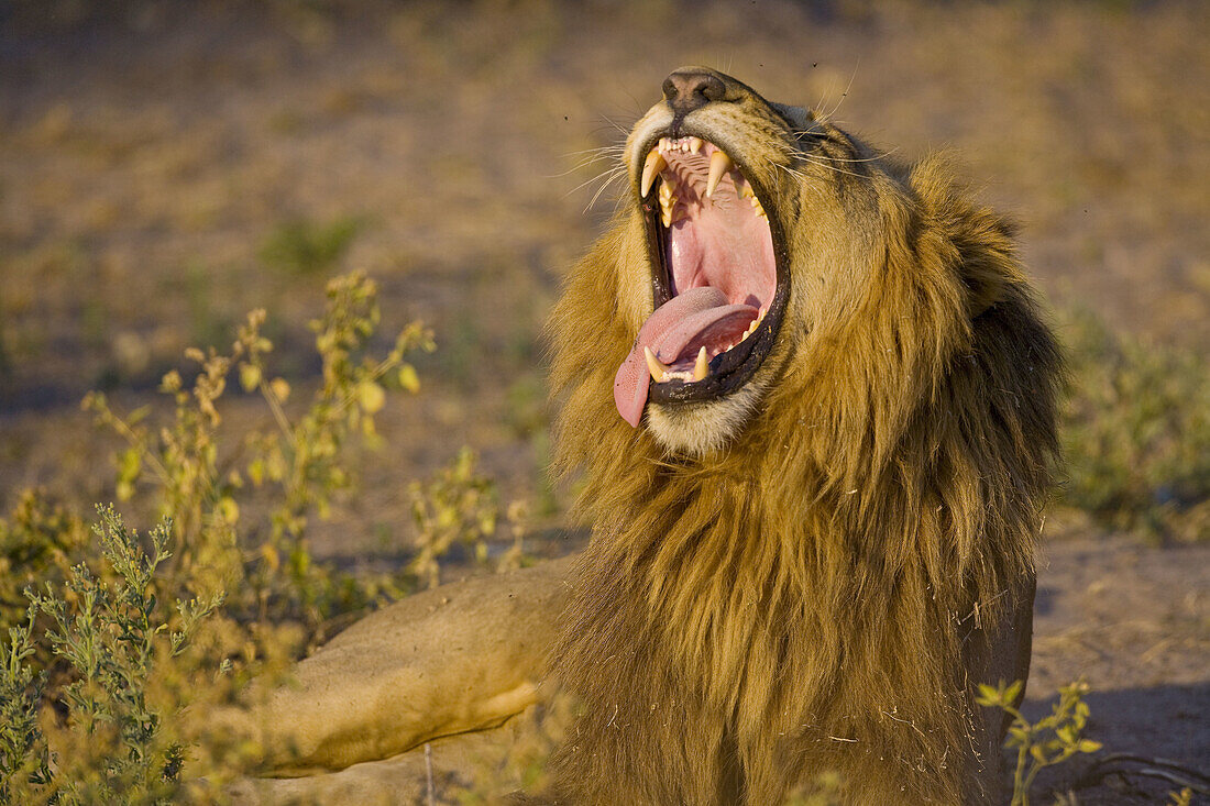 Lion (Panthera leo) yawning