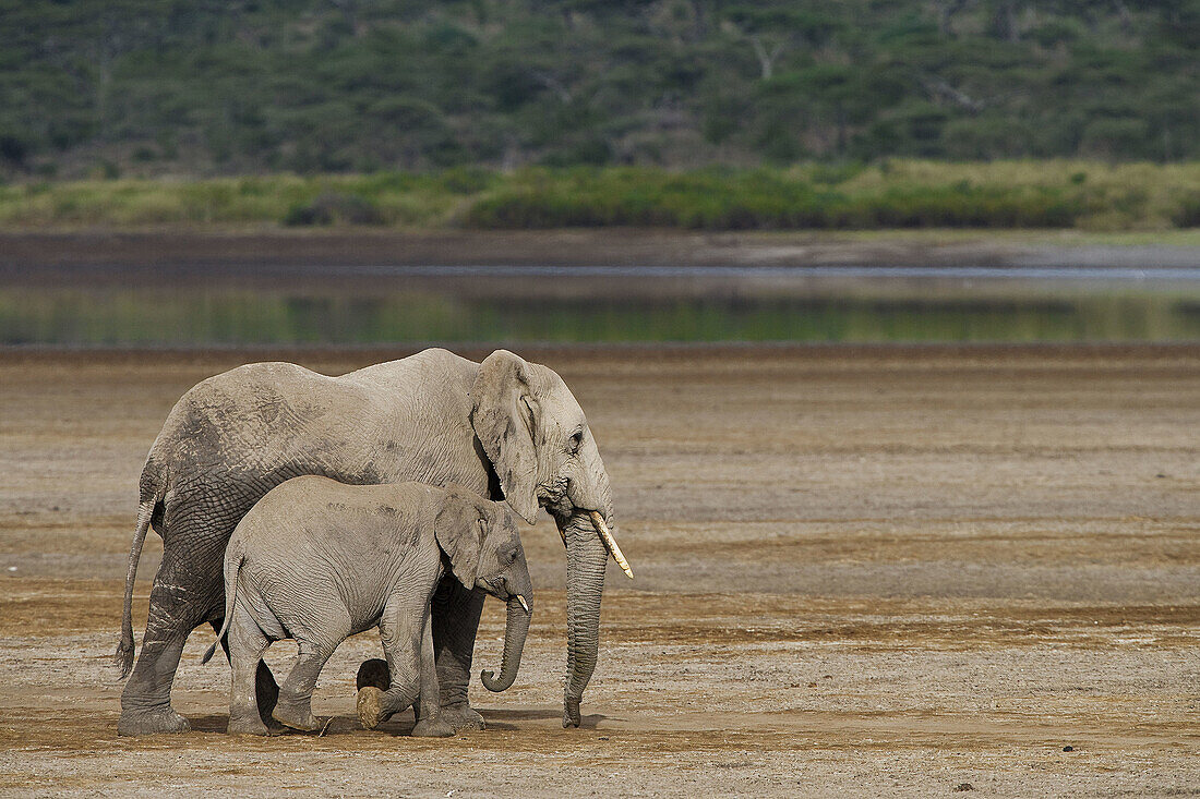 Elephant mother with calf