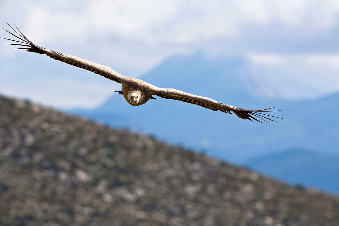 Griffon vulture flying over the Gorges-du-Verdon in France