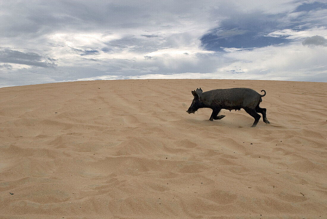 Sus scrofa. Jericoacoara, Brazil.