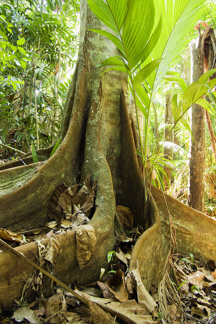 Panama. Soberania National Park. Rain forest.
