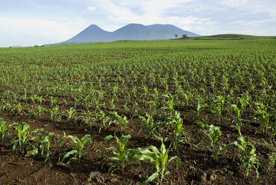 El Salvador.  Agricultural landscape of the Zone Central. Corn field. Volcano Izalco,  Cerro Verde and Santa Ana or Llamatepec (left to right).