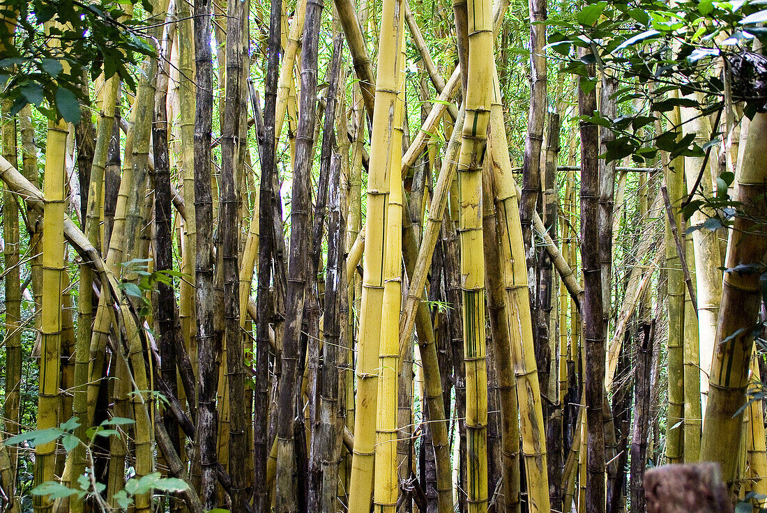 El Salvador.West area.,   Ahuachapán Mountains. National Park El  Imposible.Rainforest. Bamboo.
