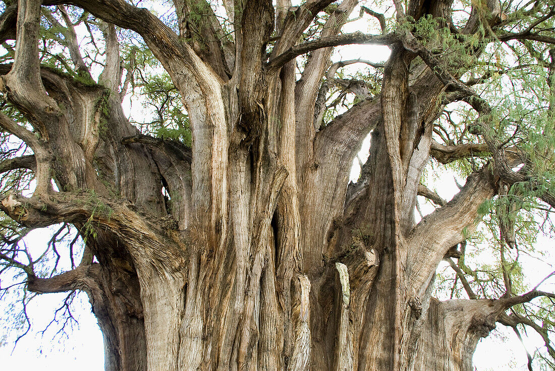 The Tule tree of over 2000 years (Taxodium Mucronatum). Santa Maria del Tule,  Oaxaca. Mexico.