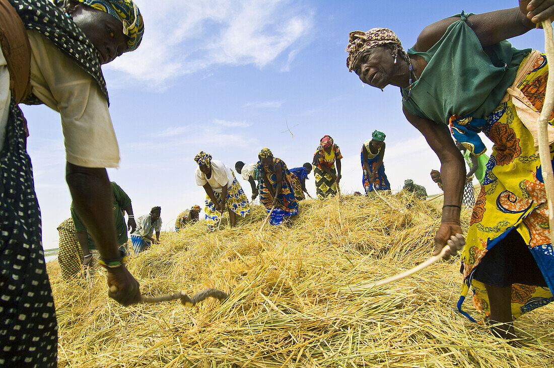 Rice harvest near Timbuktu, Mali