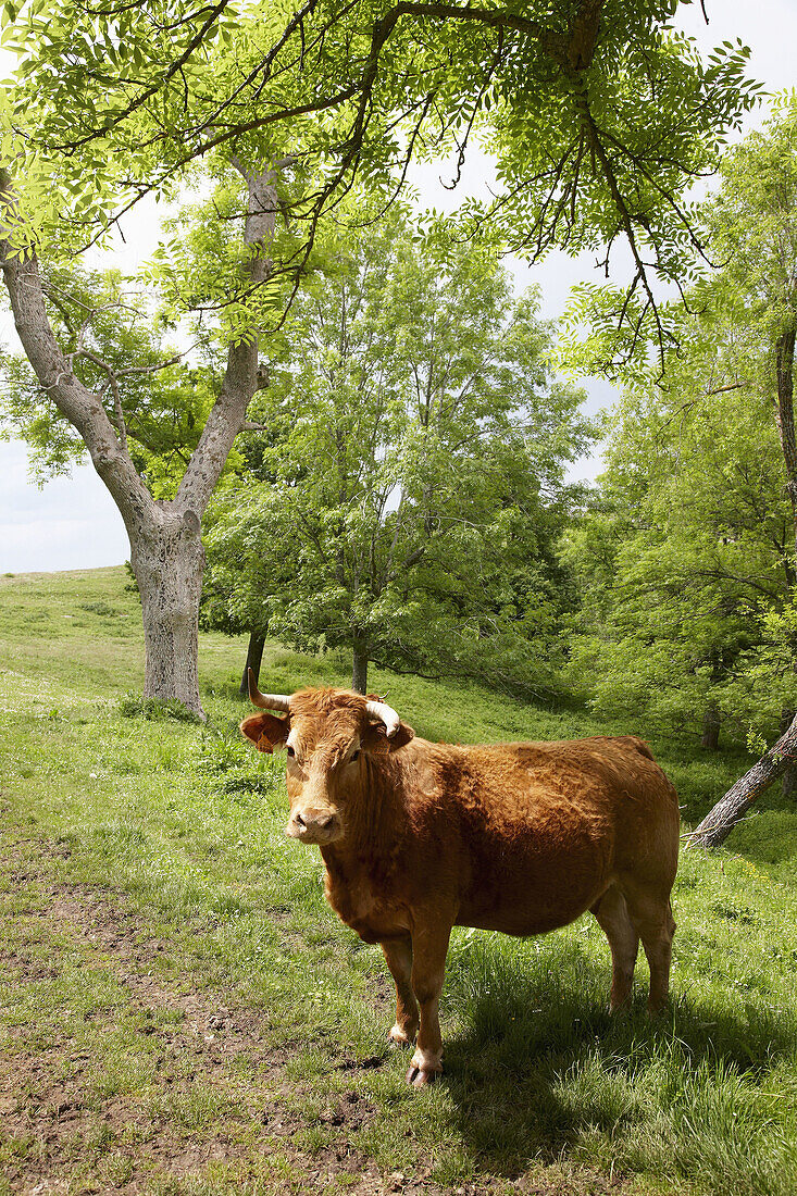 Cow near the sanctuary of the Virgen del Oro,  Murgia,  Alava,  Basque Country,  Spain