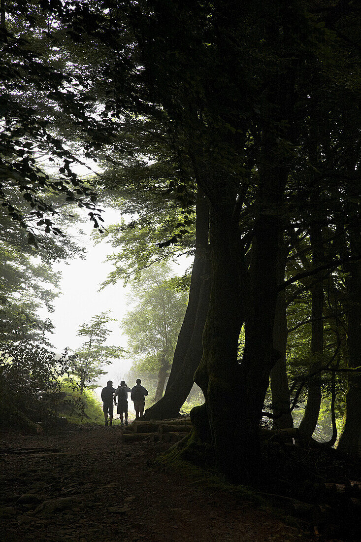 Wald, Belate, Baztan-Tal, Navarra, Spanien