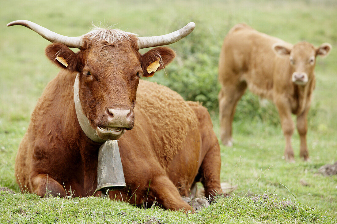 Pyrenean breed cattle, Belate, Baztan Valley, Navarra, Spain