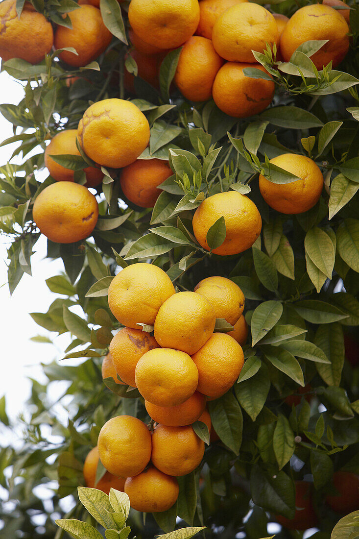 Orangen. Valencia, Comunidad Valenciana, Spanien