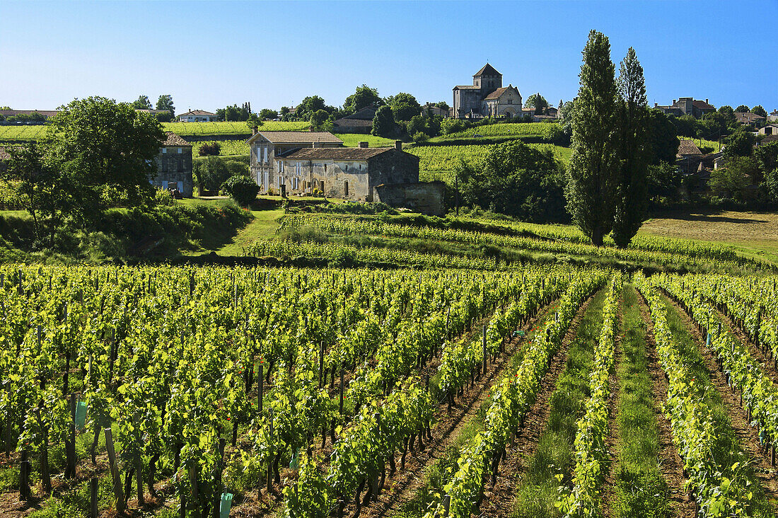 France. Gironde. Montagne Saint Emilion,  surrounded by vine fields,  in the Bordeaux wine area.