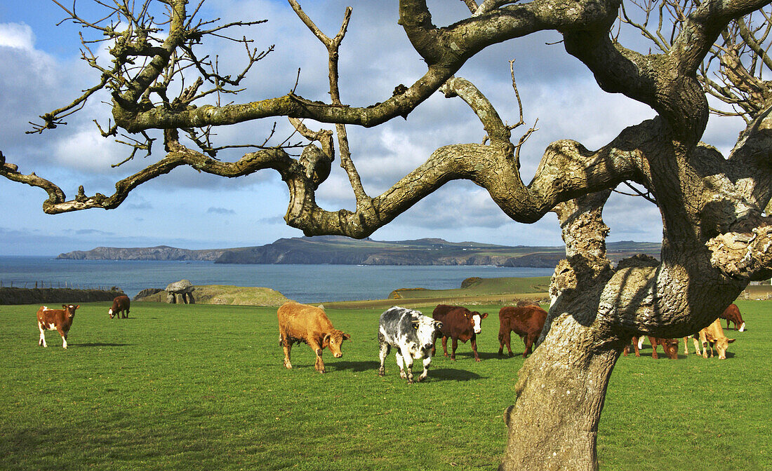 UK. Wales. Cows and Menhir at Longhouse,  near Fishguard.