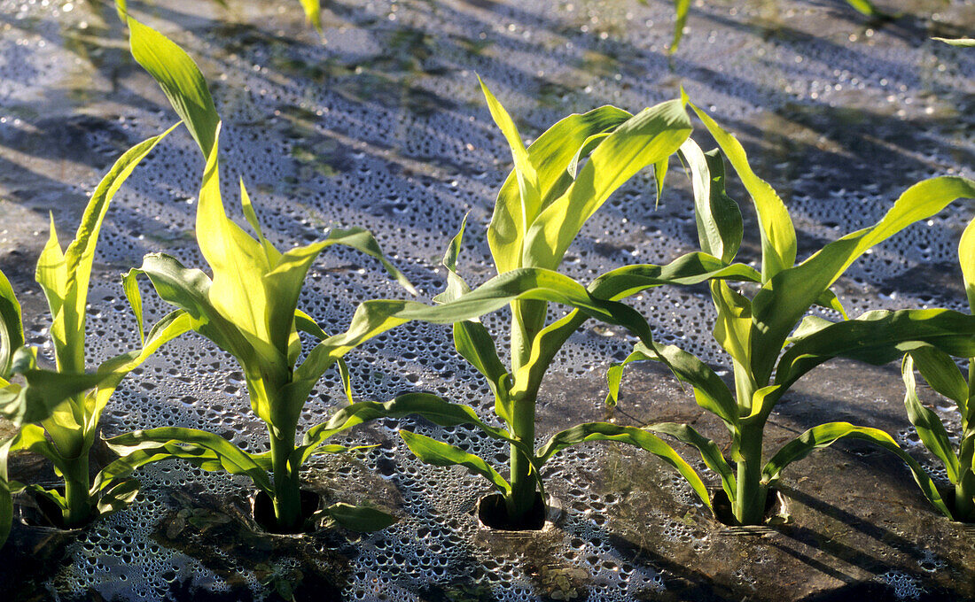 Planted corn field. Normandy,  France