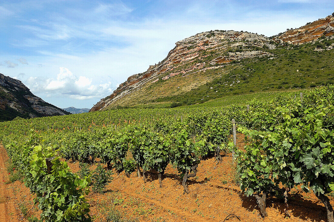 Vineyards of the AOC (Appellation d’origine contrôlée) Patrimonio Wine and AOC Muscatel of the Corsica Cape