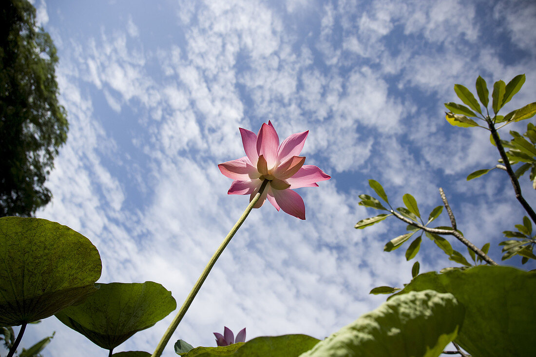 Beauty, Bloom, Blossom, Climate, Cloud, Cloudscape, Color, Colour, Flower, Fragility, Freshness, Green, Growth, Head, Leaf, Lotus, Nature, Nelumbo nucifera, Outdoors, People, Petal, Pink, Plant, Sacred, Single, Sky, Stem, Sunlight, Tropical, Water, B23-82