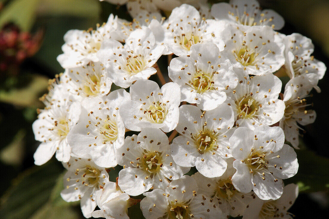 Firethorn (Pyracantha sp.) in bloom. Turo del Putget park, Barcelona, Catalonia, Spain