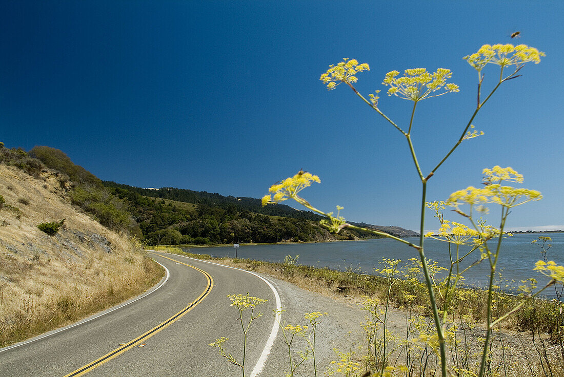 California, Route 1, through Pointe Reyes National Seashore