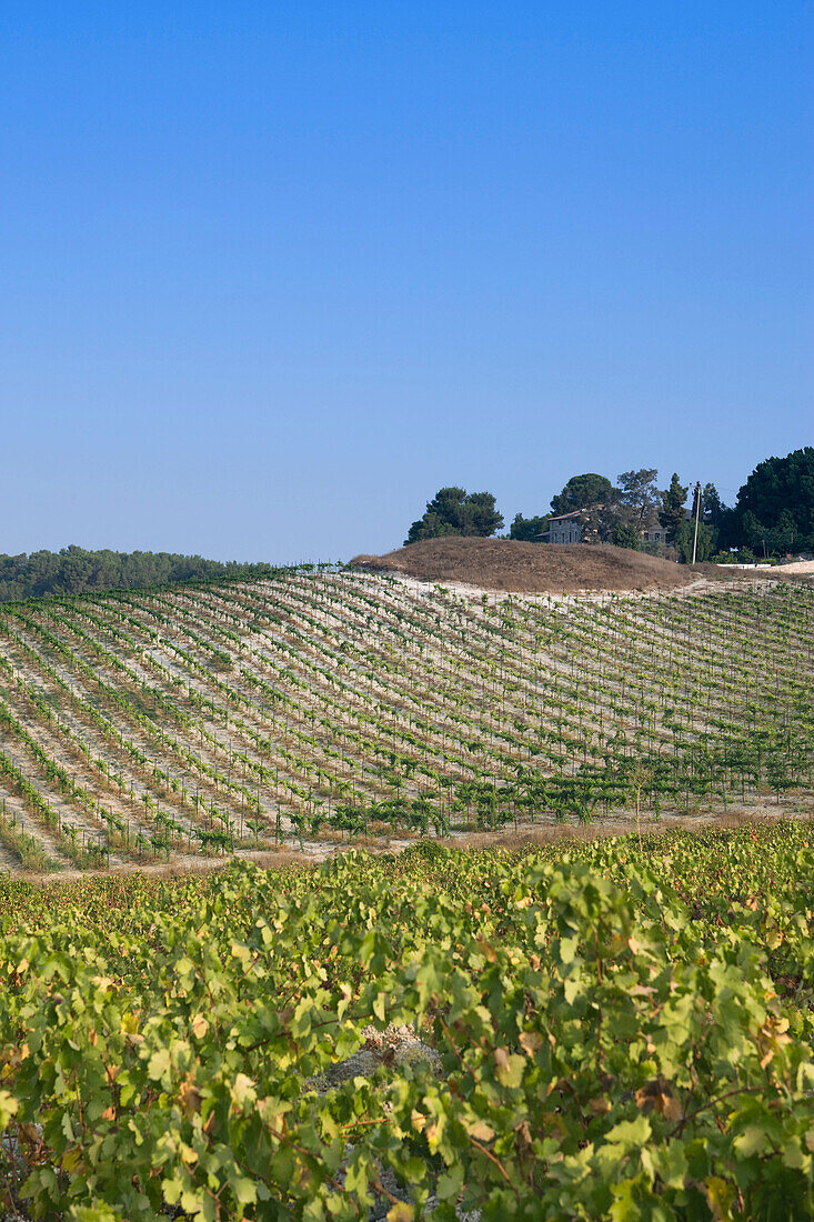 Vineyards deir rafat monastery soraq valley. Israel.