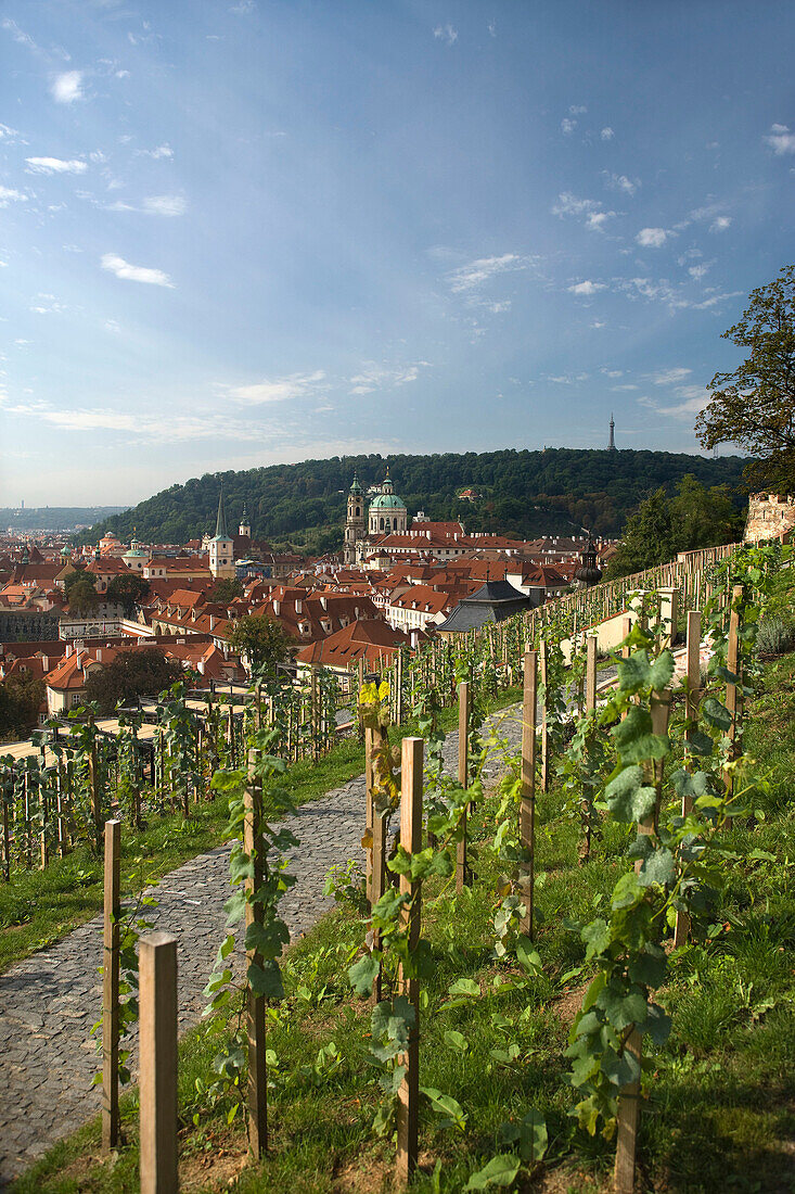 Vineyards overlook mala stana from hradcany castle gardens. Prague. Czech Republic.