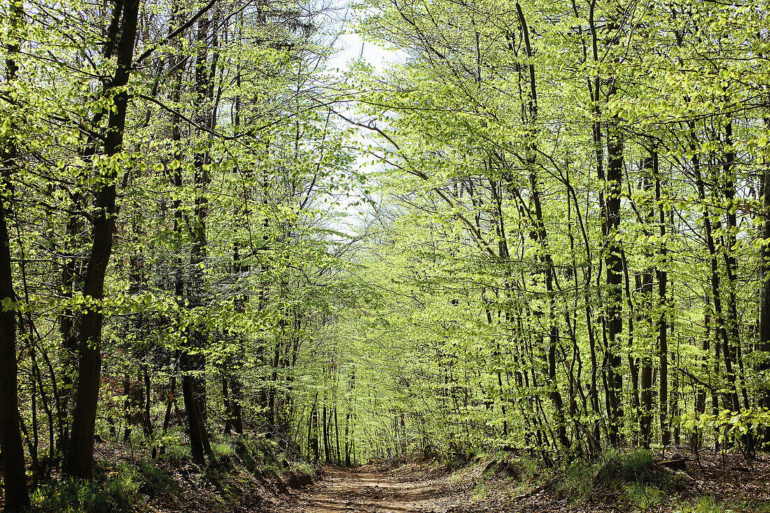 Footpath in beech and birch grove, Vosges mountains forest, Lorraine, France