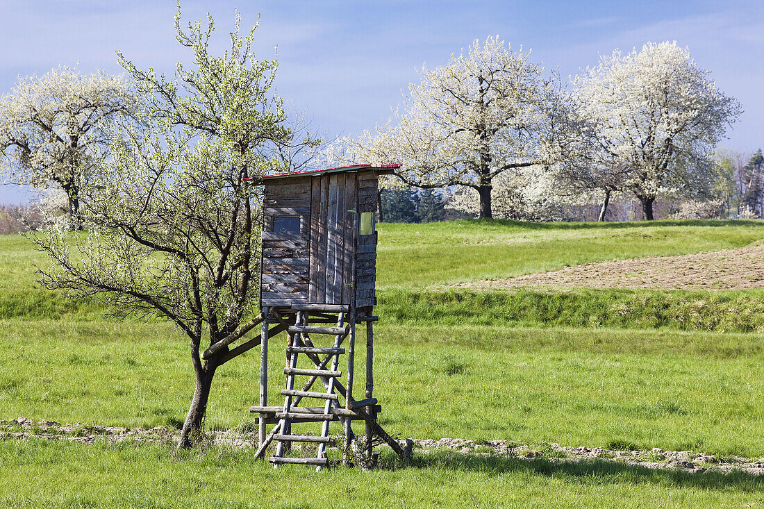 Hut raised hide standing against a blooming apple tree, Alsace, France