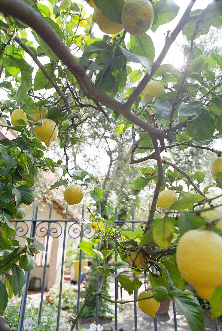 Zitronenbaum mit Zitronen, Castellabate, Cilento, Italien