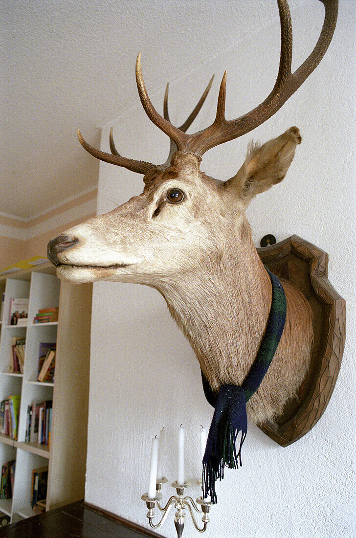 Stuffed deer head with scarf, Decoration, Living Room