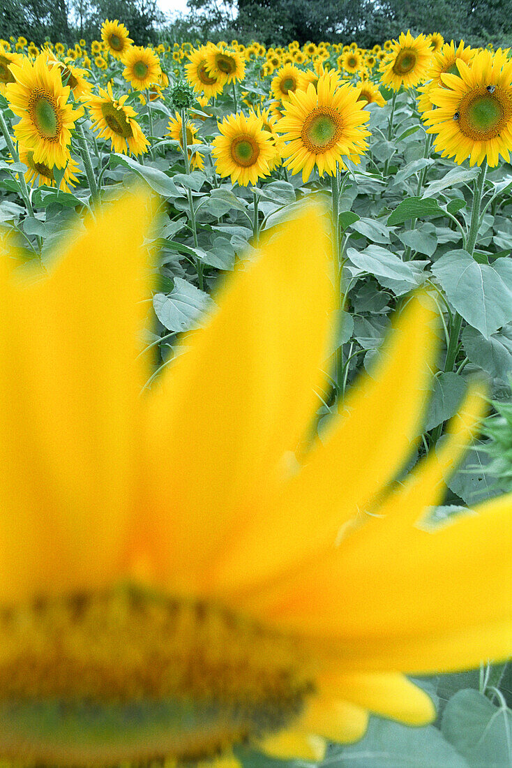 Sonnenblumen, Sonnenblumenfeld, Lot-et-Garonne, Lot et Garonne, Frankreich