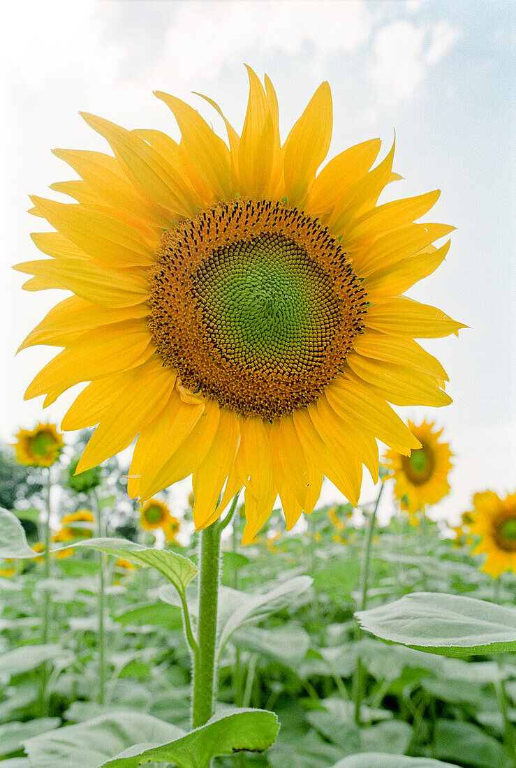Sunflowers in a field, Lot-et-Garonne, Lot et Garonne, France