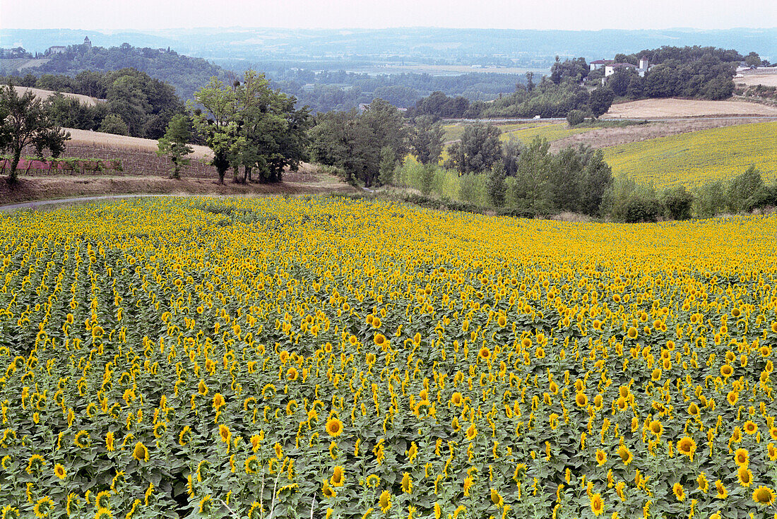 Sonnenblumen, Sonnenblumenfeld, Lot-et-Garonne, Lot et Garonne, Frankreich