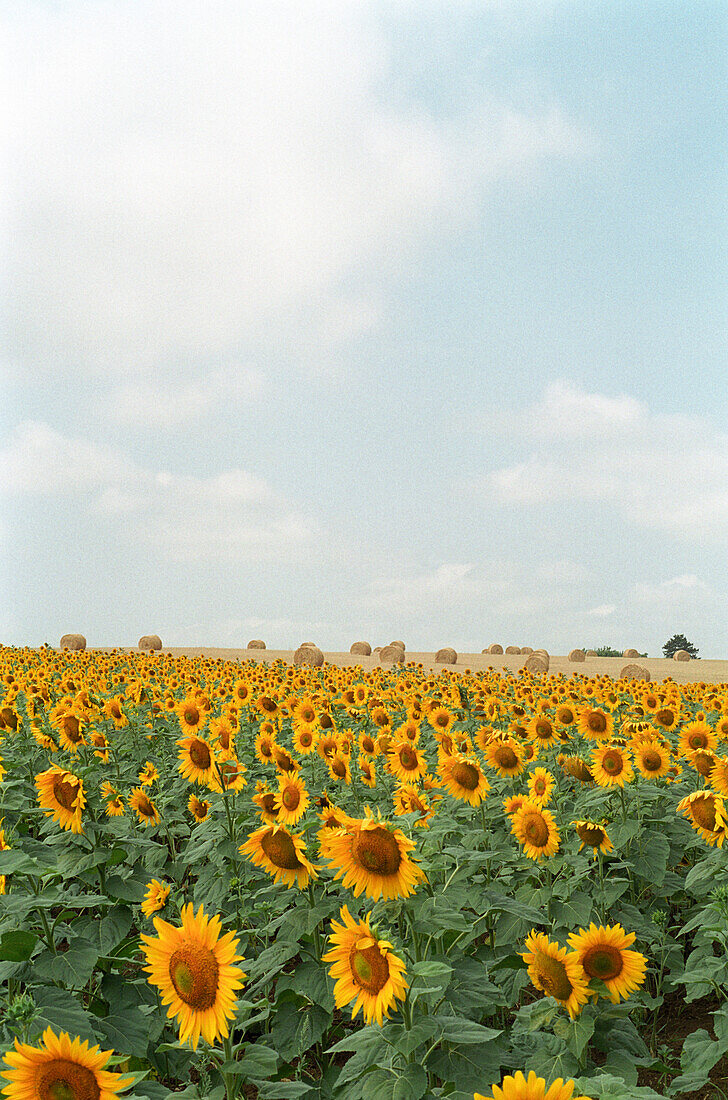 Sunflowers in a field, Lot-et-Garonne, Lot et Garonne, France