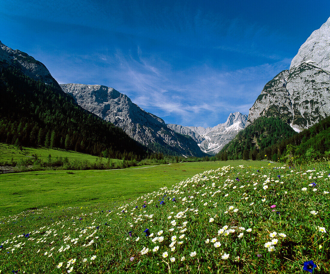 Flower meadow at valley Falzthurntal in the sunlight, Karwendel mountains, Austria, Europe