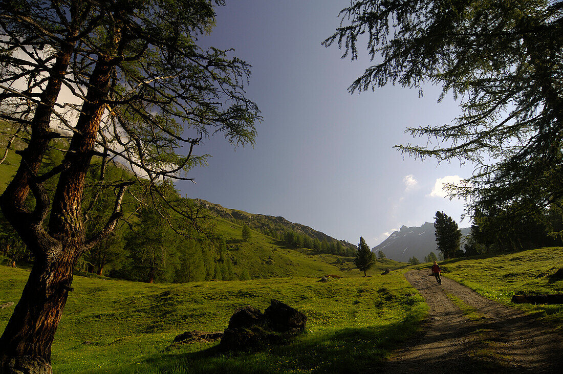 Woman hiking in an idyllic landscape in the sunlight, Hohe Tauern, Austria, Europe