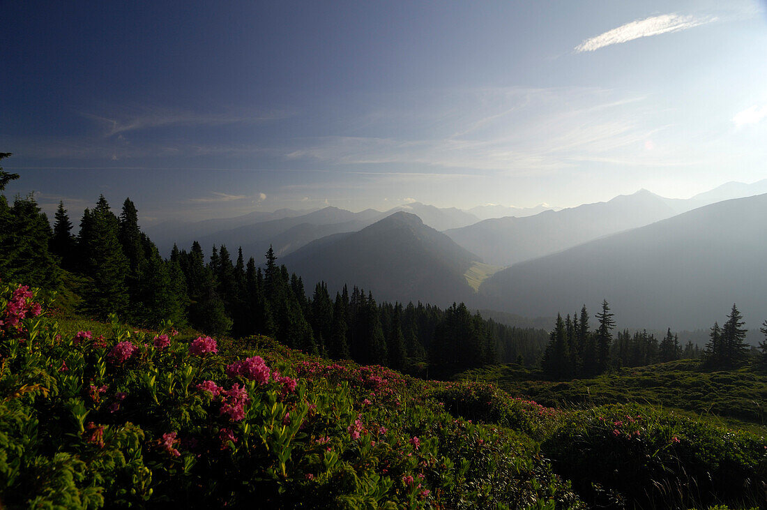 Mountain landscape with alpenrose, rhododendron, Tirol, Austria