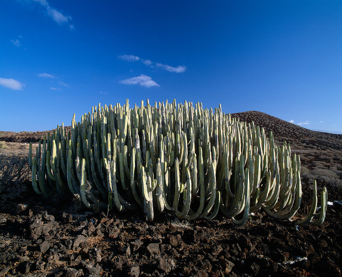 Cactuses under blue sky, Tenerife, Canary Islands, Spain, Europe