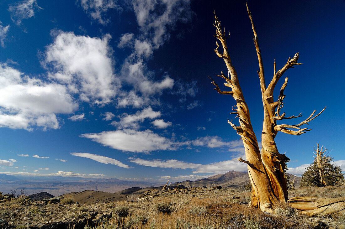 Borstenkiefern in den White Mountains unter Wolkenhimmel, Kalifornien, Nordamerika, Amerika