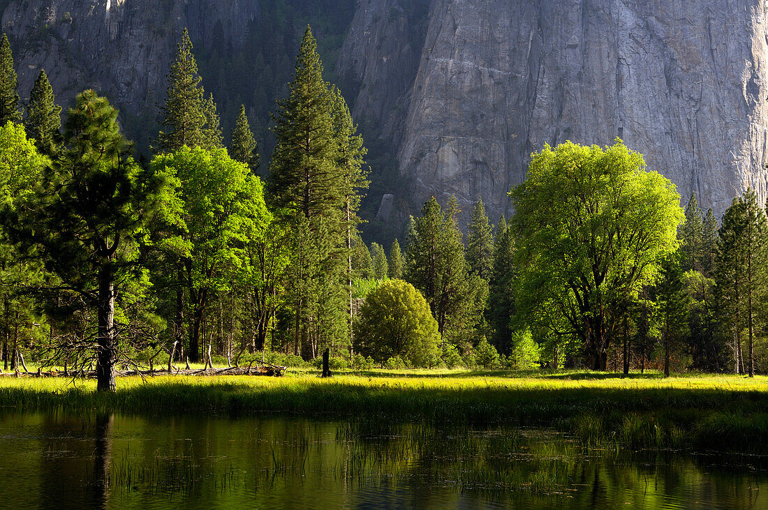 Sunlit trees in front of Cathedral Rock, Yosemite National Park, California, North America, America