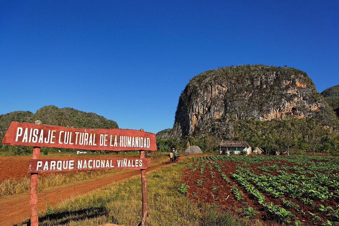 Tobacco farm, Mogote in background, Vinales, Pinar del Rio, Cuba, West Indies