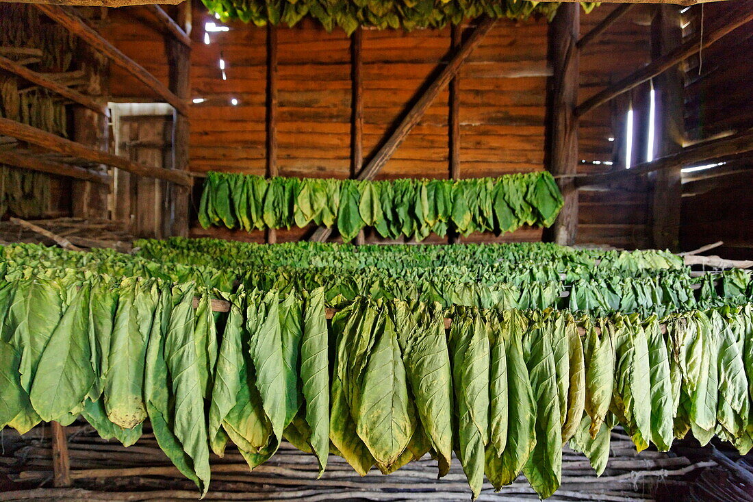 Tobacco leaves drying, Alejandro Robaina Tobacco Farm, Pinar del Rio, Cuba, West Indies