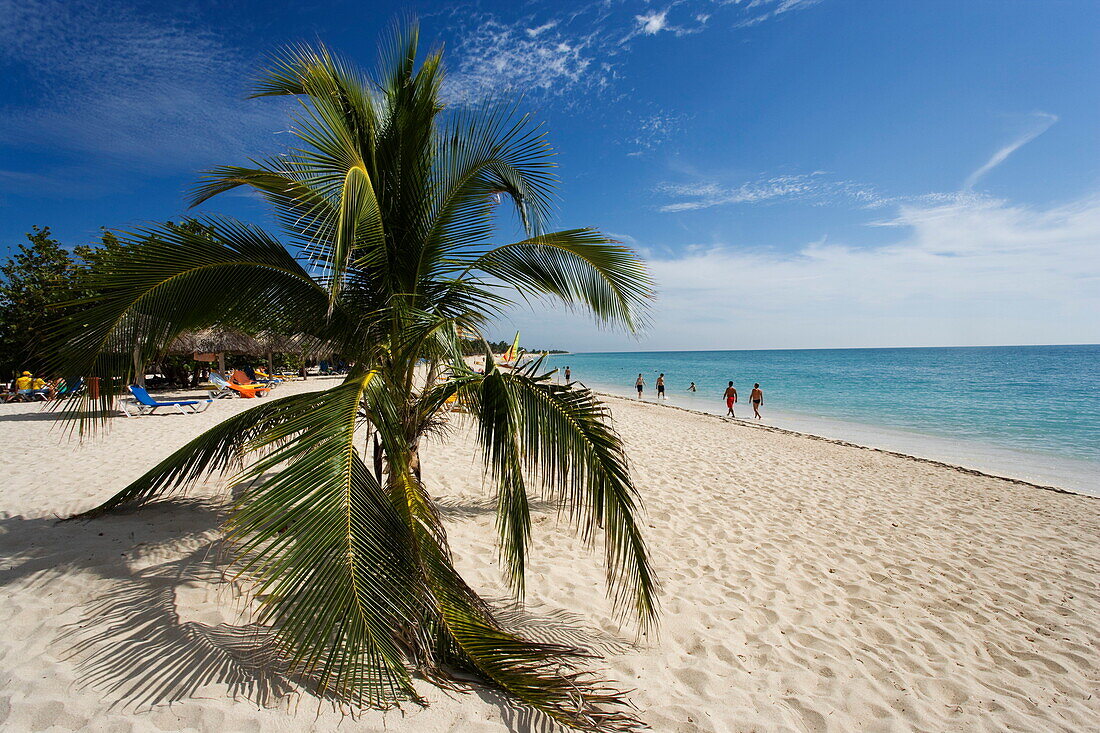 Palm tree at Playa Ancon, Trinidad, Sancti Spiritus, Cuba, West Indies