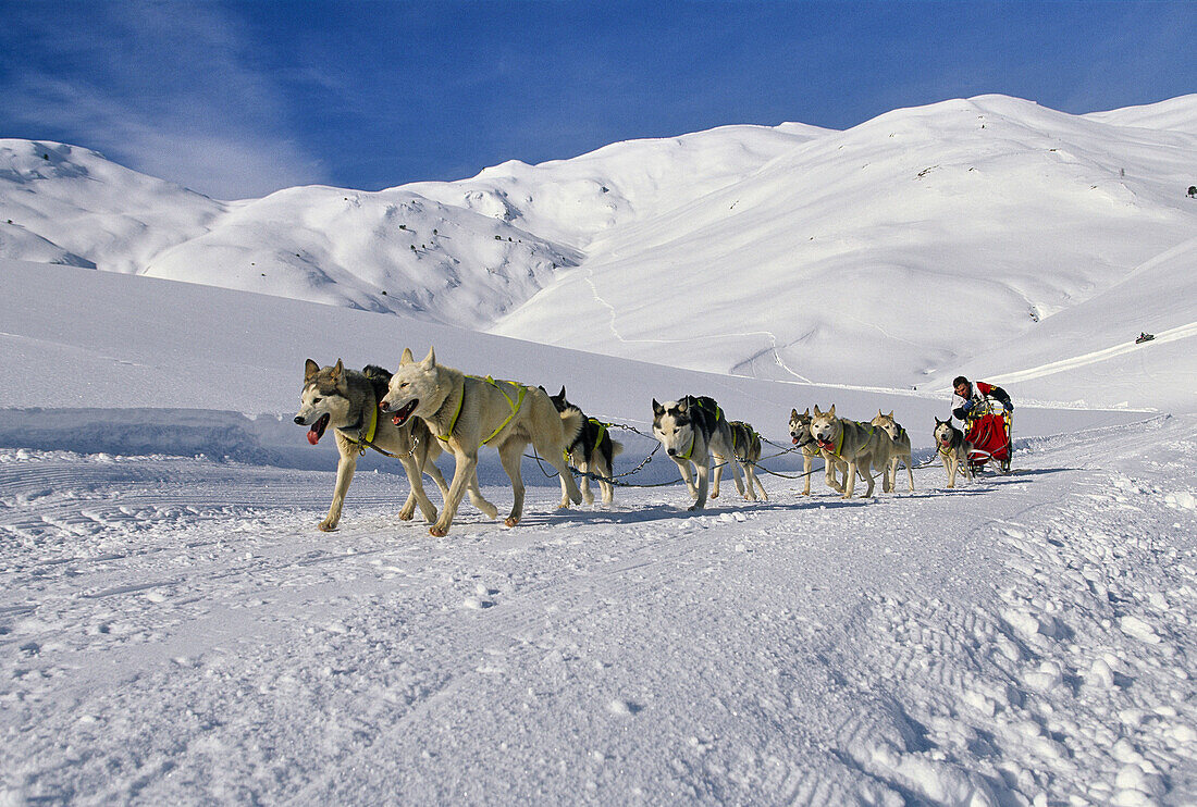 Sled dogs. Baqueira. Valla d´Aran. Pyrenees Mountains. Lleida province. Catalonia. Spain..