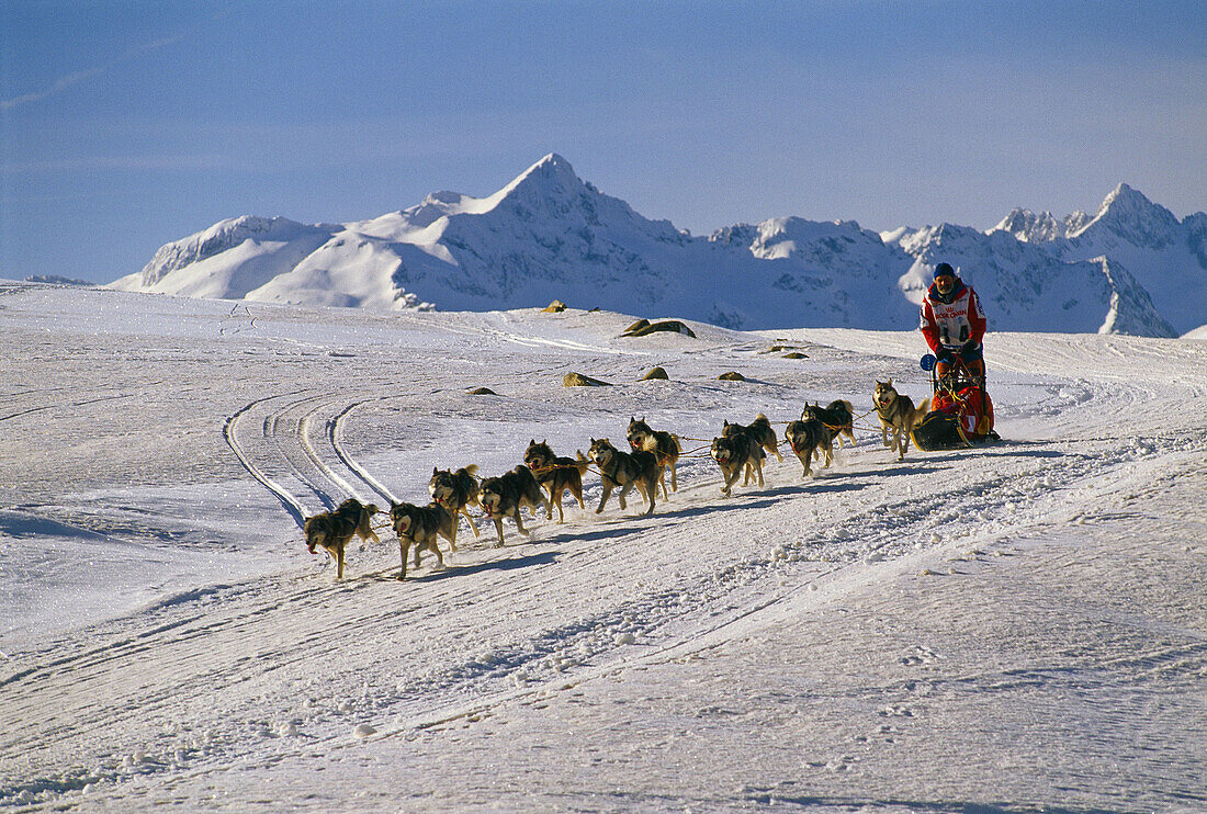 Sled dogs. Baqueira. Valla d´Aran. Pyrenees Mountains. Lleida province. Catalonia. Spain..