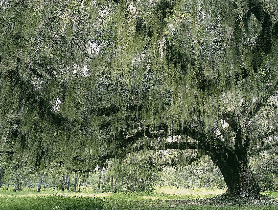 Live Oak forest, Spring Island, SC