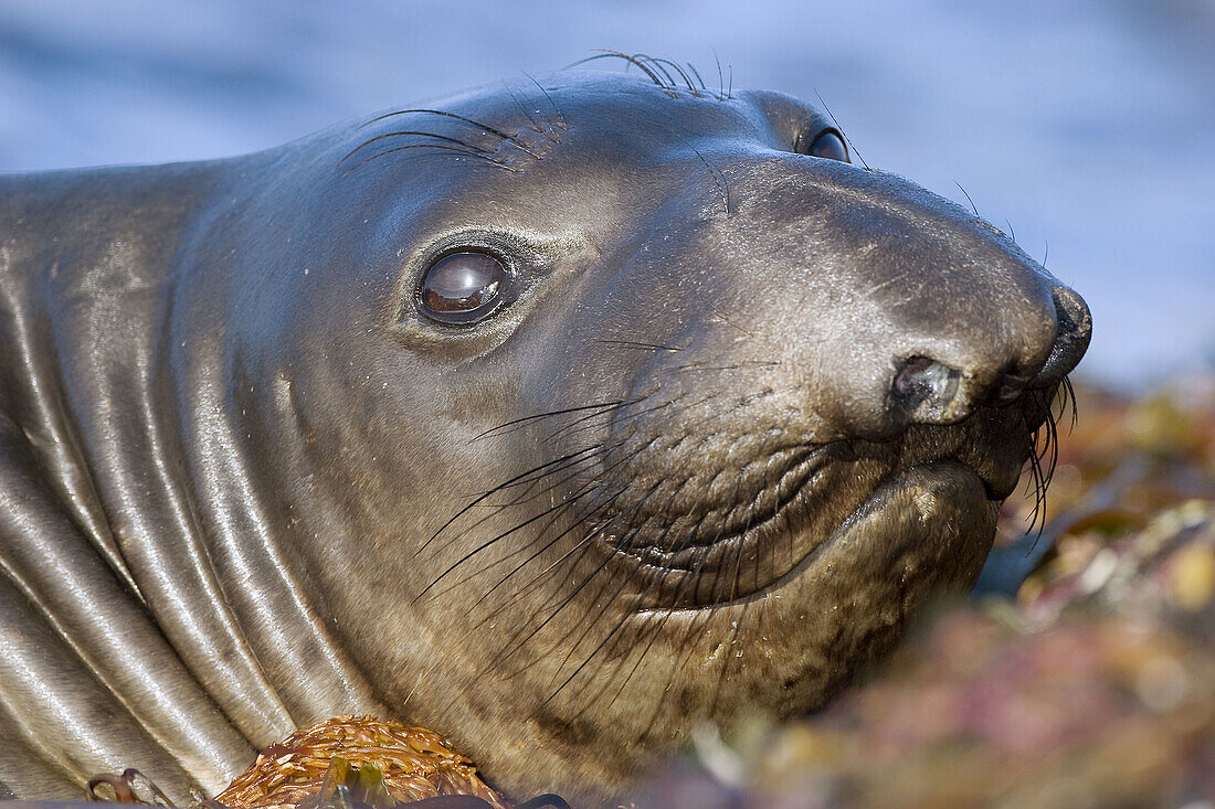 Beach, Color, Colour, Elephant seals, Marine mammals, San, Simeon, A06-714596, agefotostock