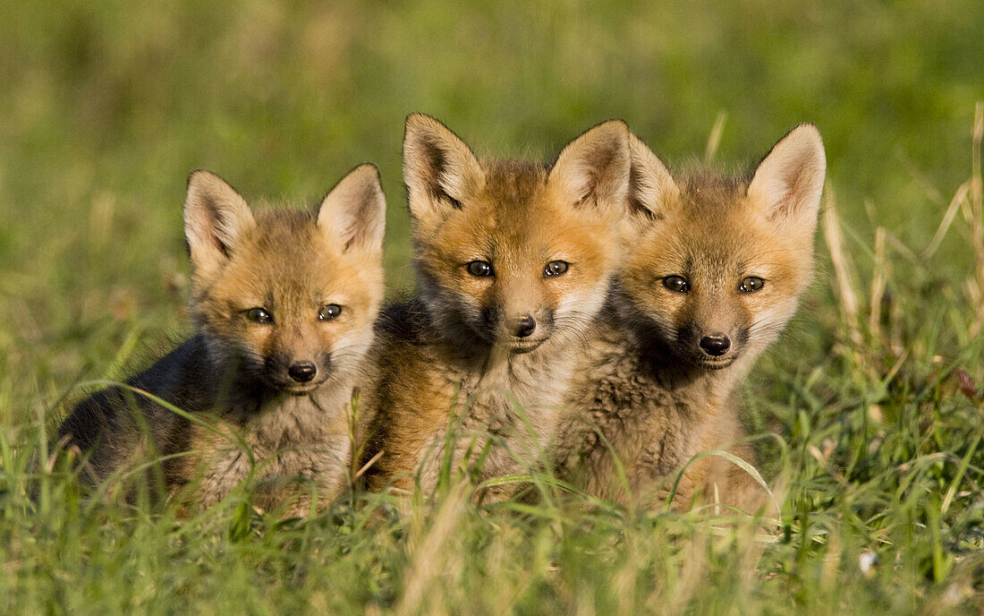 Beauty, Color, Colour, Competition, Fox, Nature, Preservation, Pups, Red fox, Survival, Wildlife, A06-758743, agefotostock